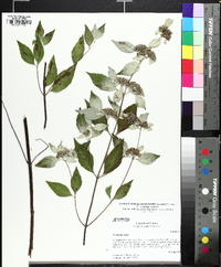 Pycnanthemum pycnanthemoides image