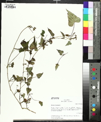 Ipomoea lacunosa image