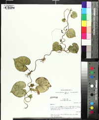 Ipomoea hederacea image