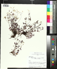 Oxalis colorea image