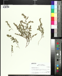 Euphorbia prostrata image