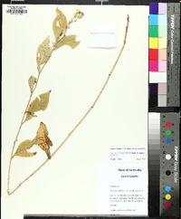 Eurybia saxicastellii image