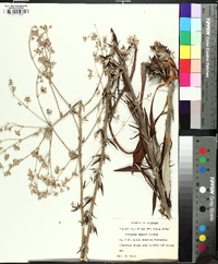 Eriogonum harperi image