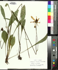 Rudbeckia nitida image