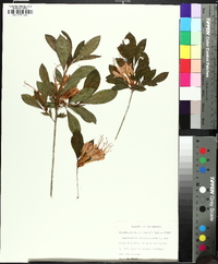 Rhododendron cumberlandense image