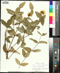 Clematis viticaulis image