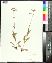 Penstemon laevigatus image