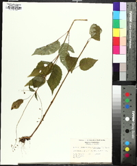 Circaea canadensis image