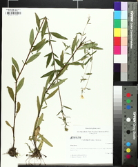 Oenothera tetragona image