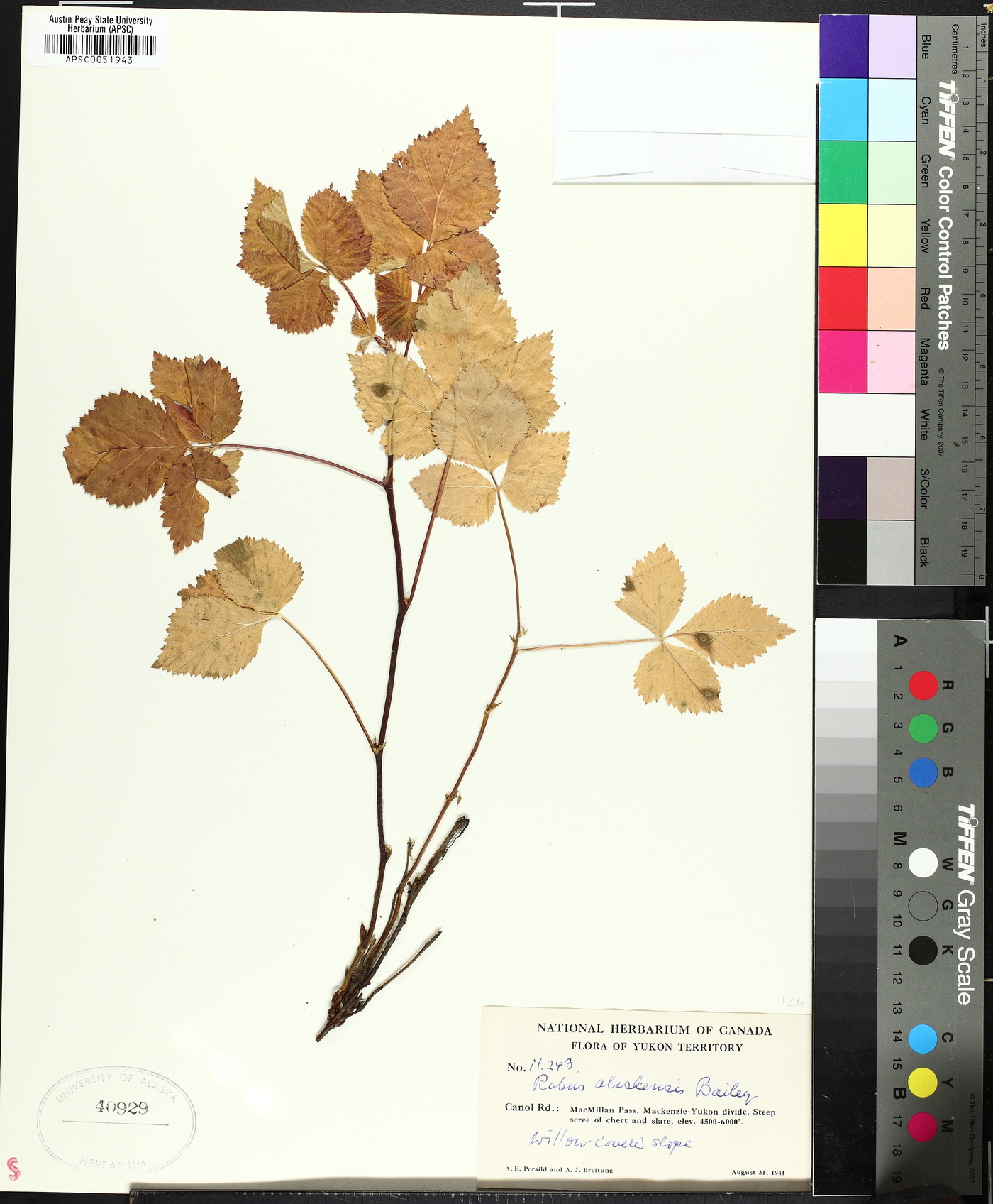 Rubus alaskensis image