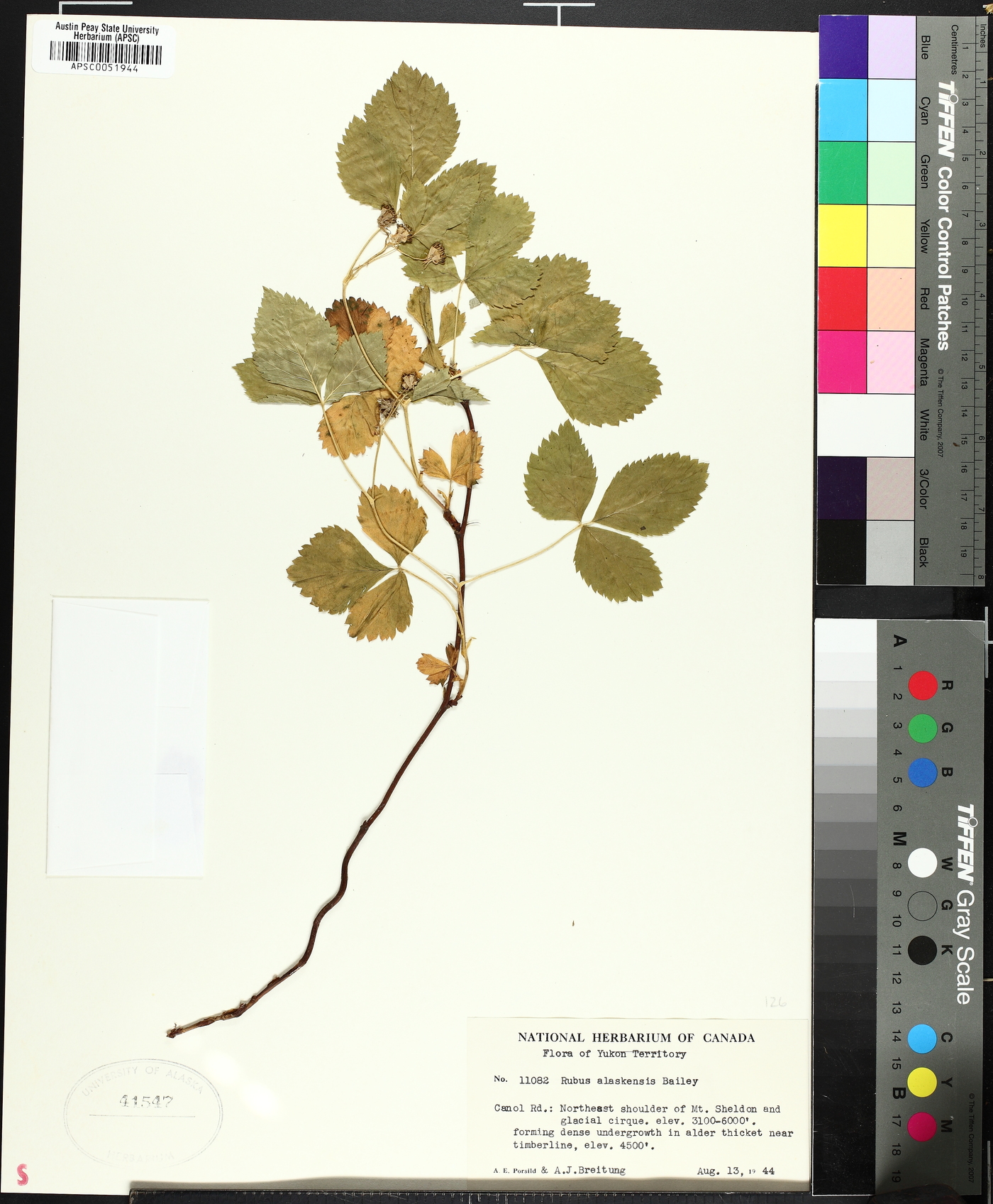 Rubus alaskensis image