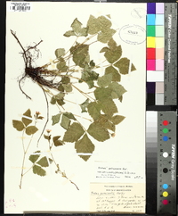 Rubus paracaulis image
