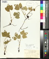 Rubus pubescens image