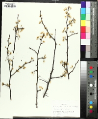 Prunus angustifolia image