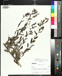 Mentzelia albescens image