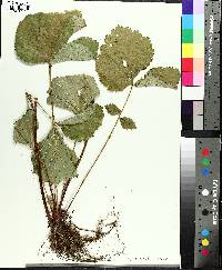 Geum geniculatum image