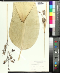 Thalia dealbata image