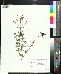 Rhexia parviflora image