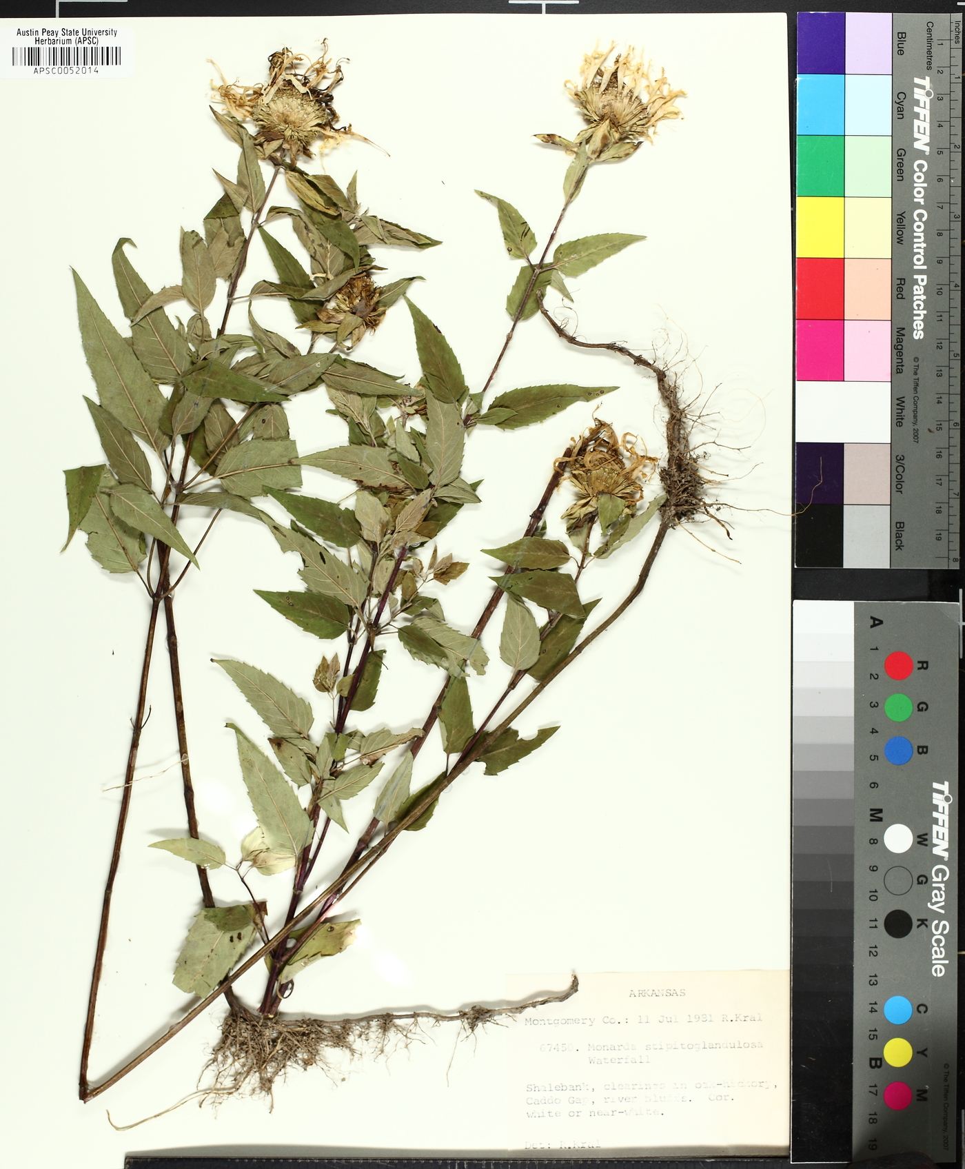 Monarda fistulosa subsp. fistulosa image