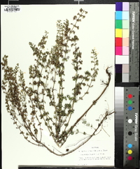 Clinopodium nepeta subsp. glandulosum image