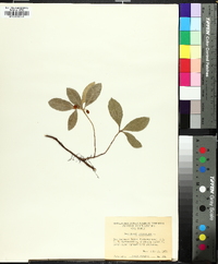 Gaultheria procumbens image