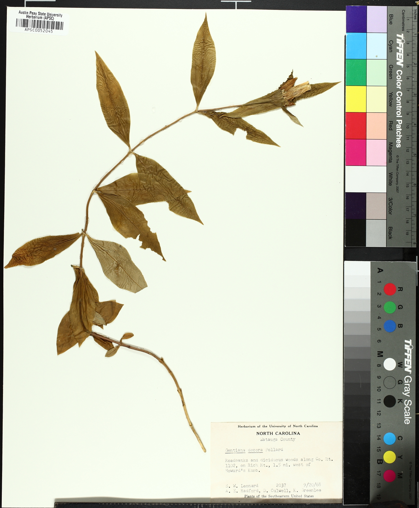 Gentiana decora image