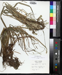 Carex styloflexa image