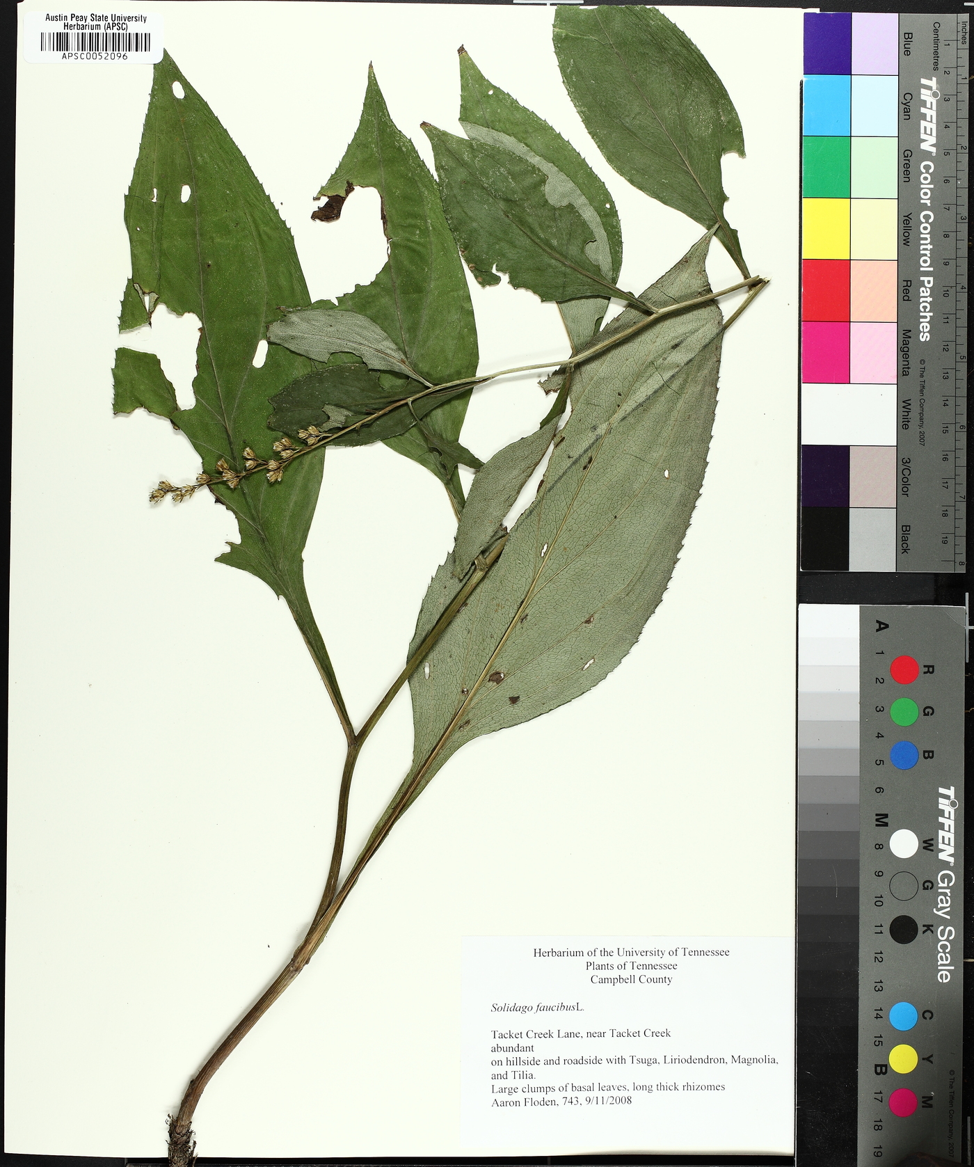 Solidago faucibus image