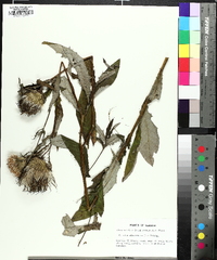 Cirsium altissimum image