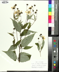 Helianthus glaucophyllus image