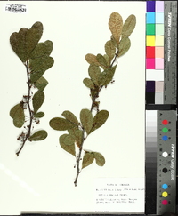 Sideroxylon thornei image