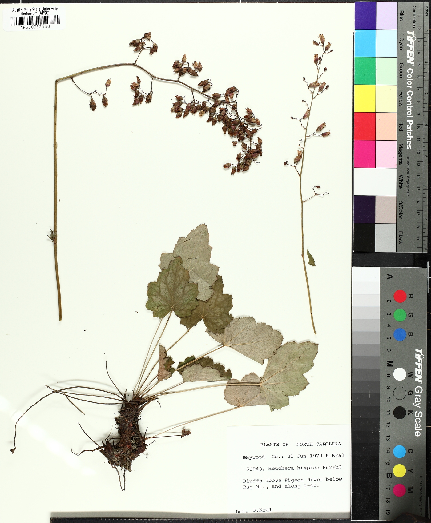 Heuchera aceroides image