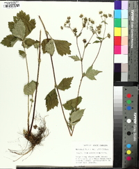 Geum geniculatum image