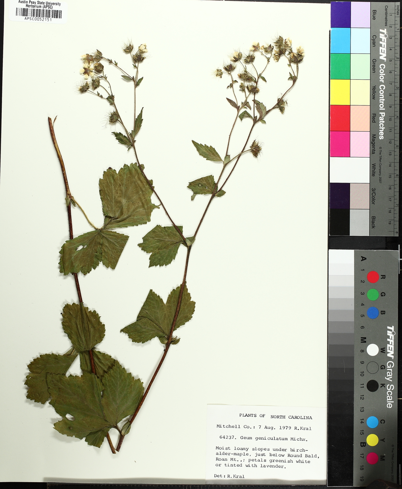 Geum geniculatum image