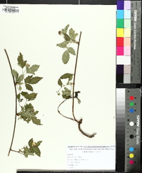 Rubus flagellaris image