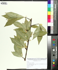 Prunus persica image