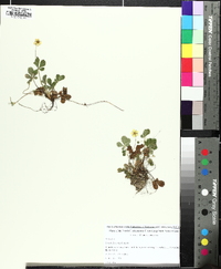 Potentilla canadensis image