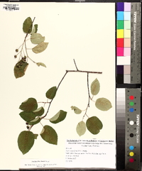 Amelanchier laevis image