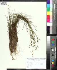 Juncus debilis image