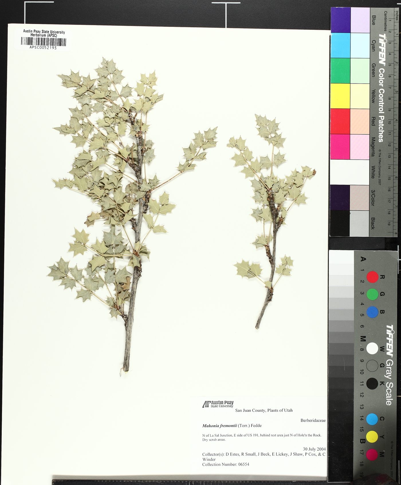 Alloberberis fremontii image