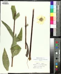 Silphium perplexum image