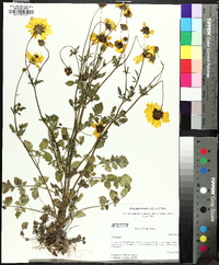 Coreopsis basalis image