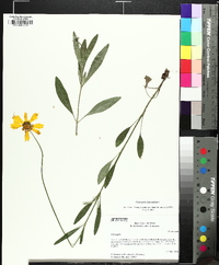 Coreopsis debilis image