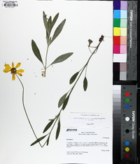 Coreopsis debilis image