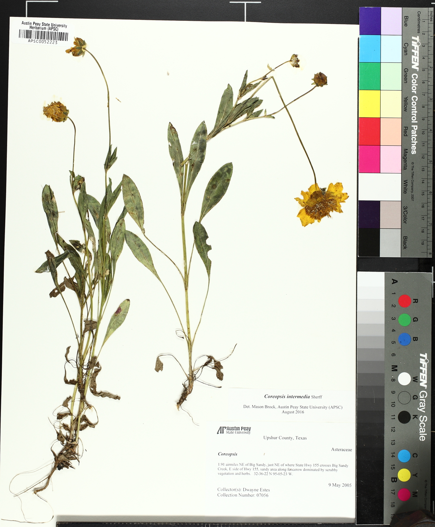 Coreopsis intermedia image