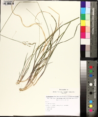 Poa cuspidata image