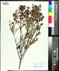 Hypericum densiflorum image