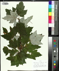 Acer drummondii image