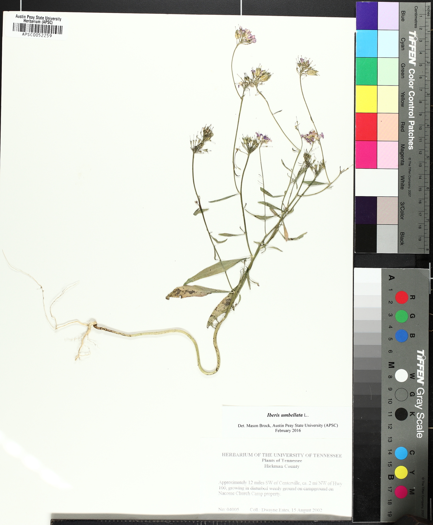 Iberis umbellata image