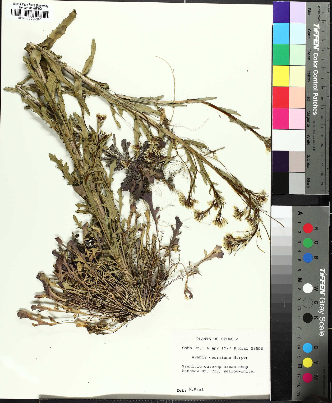 Borodinia missouriensis image
